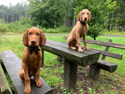 two dogs are sitting on a wooden bench at Due Cani in Palermo
