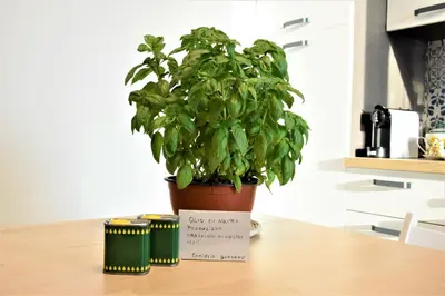 a potted plant sitting on top of a table at Pozzo Antico Apartments in San Vito lo Capo