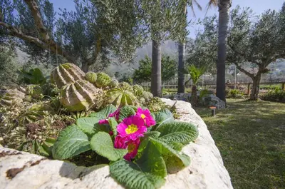 a rock wall with a pink flower in a garden at Cascina degli Ulivi in Castelluzzo