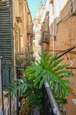a plant in an alley next to a fence at N'Amuri di Casa in Palermo