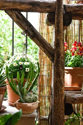 a group of potted plants on a wooden shelf at A Casa di Amici in Palermo