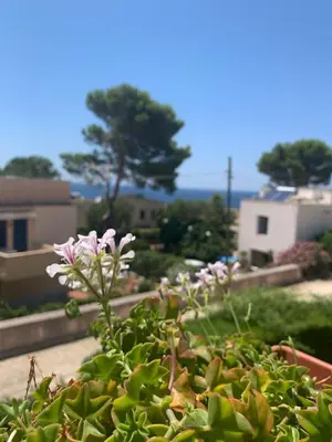 a group of pink flowers in a garden at MAKARI, Villetta Rocca Pirciata in Macari
