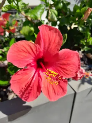 a red flower sitting on top of a table at Terra D'Aspra in Bagheria