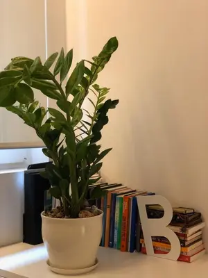 a potted plant sitting on a table next to books at Lux Apartment in Historical Center of Palermo in Palermo