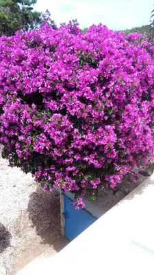 a bunch of purple flowers in a blue box at CASE PUNTA MONACO by Trerose Properties con wi-fi e posto auto privato gratuito in San Vito lo Capo