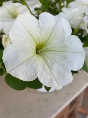 a close up of a white flower on a table at HELIOS House in Palermo