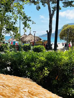 a view of a beach with a tree and bushes at Mondello front beach in Palermo