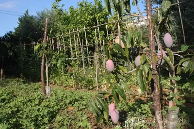 a garden with a tree with pink fruit on it at Camera indipendente con bagno immersa nel verde in Bagheria