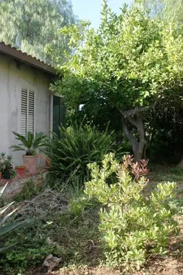 a house with a tree in front of a yard at Camera indipendente con bagno immersa nel verde in Bagheria
