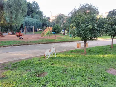 two dogs standing in the grass in a park at B&B Rodionoff Palermo View & Terrace Mondello-Airport Link in Palermo