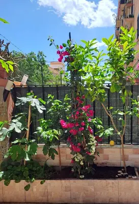 a garden with pink flowers and a fence at Lilibet Apartment in Palermo