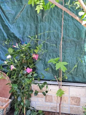 a group of plants in a greenhouse at Lilibet Apartment in Palermo