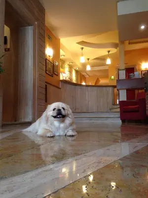 a dog laying on the floor in a lobby at Hotel Posta in Palermo