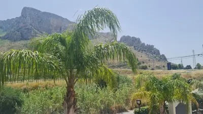 a palm tree in a field with mountains in the background at Le Terre di Sicilia in Terrasini