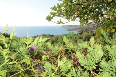 a view of the ocean from a hill with flowers at Appartamento Casa Magnolia in San Vito lo Capo