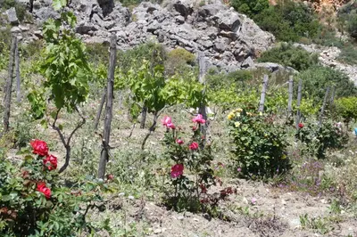 a bunch of flowers in a garden with rocks at Casale Corcella in Scopello