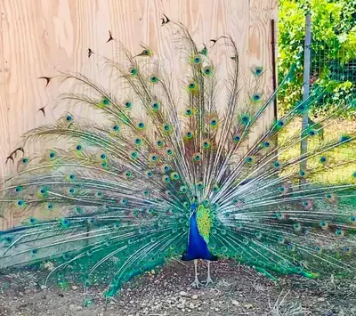 a peacock standing in front of a wooden fence at B&B Torre Turrisi in Partinico