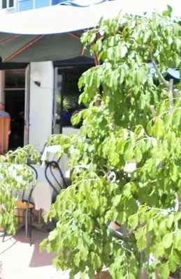 a large green bush in front of a building at Torreata Hotel & Residence in Palermo