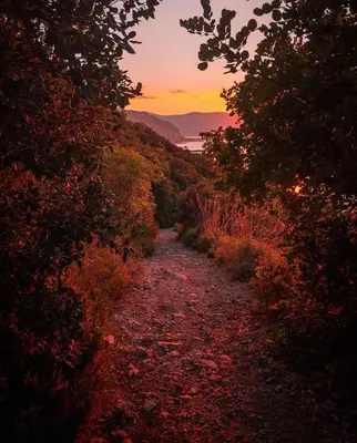 a dirt road with trees and a sunset in the background at FronteMare in Palermo
