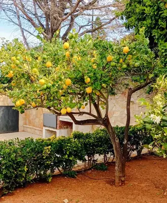 an orange tree with lots of oranges on it at Casa VISTA MARE in Macari