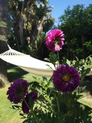 a white hammock in a garden with purple flowers at Le Yucche in Partinico