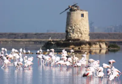 a flock of pink flamingos standing in the water with a windmill at La Conchiglia Case Vacanze in Balestrate