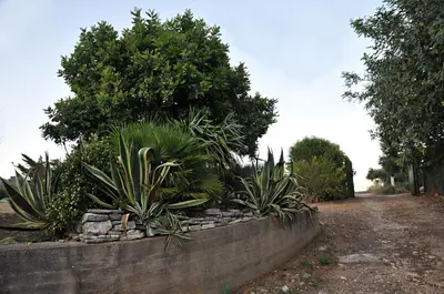 a retaining wall with a bunch of plants at Casale la Macina Residence Scopello in Scopello
