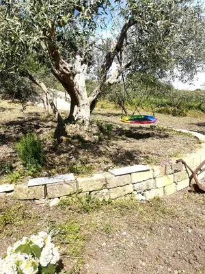a tree in the middle of a field with a stone wall at Villetta con Oliveto CFG in Prizzi