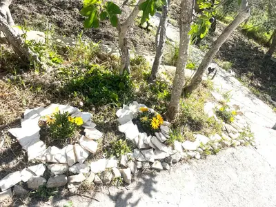 a rock garden with yellow flowers in the grass at Villetta con Oliveto CFG in Prizzi