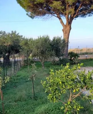 a garden with a tree and some bushes at Camera Tina in Castellammare del Golfo