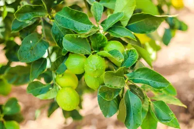 a bunch of green fruit on a tree at B&B Giardino dei Cedri in Trabia