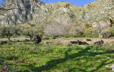 a group of cows in a field with a mountain at Amazing Home In San Giuseppe Jato in San Giuseppe Jato