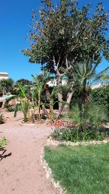 a garden with palm trees and plants on a dirt road at Coral sea B2 in San Vito lo Capo