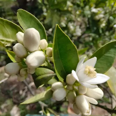 a close up of a white flower with green leaves at Casa Vacanze L'Ortensia in Bagheria