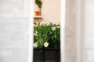 a plant with white flowers is seen through a window at Casa Gagini in Palermo