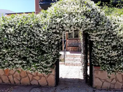 a hedge with white flowers growing over a doorway at casa di Enrico in Palermo