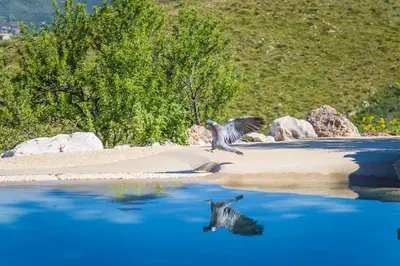 a bird flying over a body of water at Belle Vue Sarmuci in Scopello