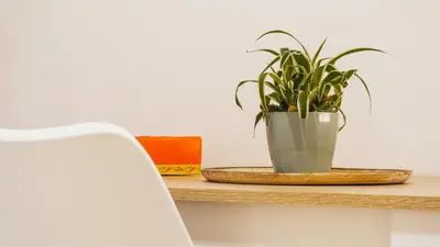 a plant in a pot sitting on a table at Casa Madì in Palermo