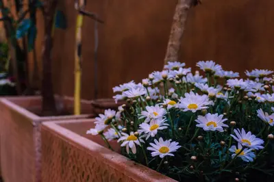 a bunch of blue flowers in a wooden pot at Casa Madì in Palermo