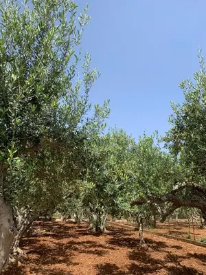 a row of olive trees in a field at La Villa degli Ulivi - Apartments in Castellammare del Golfo